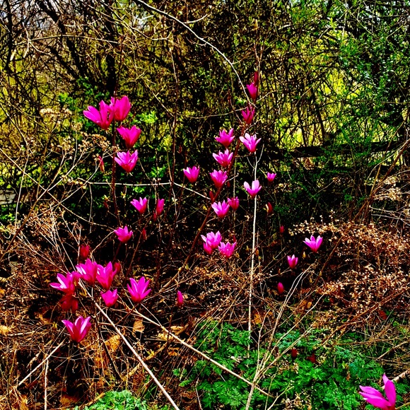 Meet your Posher, Amie - Picture 1 of 1